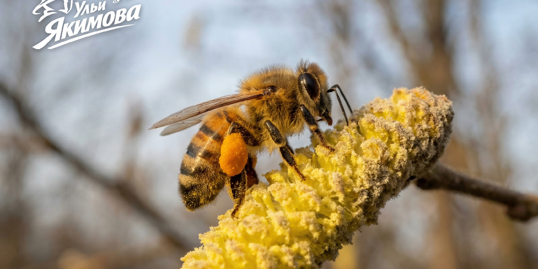 Пыльценосы и нектароносы определяют силу пасеки