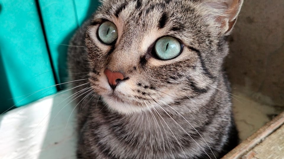 😻Лелечка из Кисловодска продолжает искать дом🏡💕