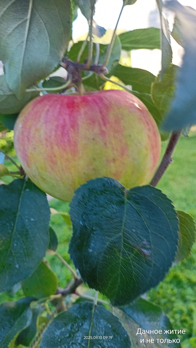 Слава Победителям. Фото автора