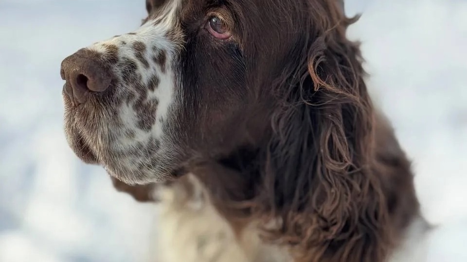 🐾 Срочно! Нужны самые заботливые ручки для Джесси — верной души, потерявшей хозяина ❤️‍🩹