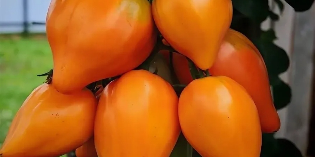 Вкусные  желтоплодные томаты. 3 достойных сорта. За что дачники любят желтоплодные томаты больше чем  красноплодные?