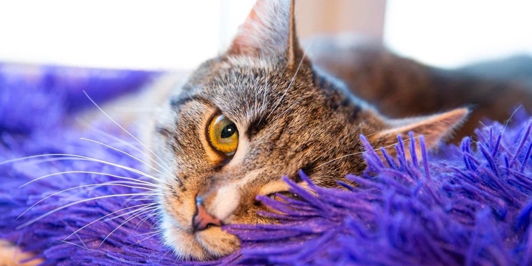 😽Ласковый умный Маркус не теряет надежды найти свой дом💕🏡