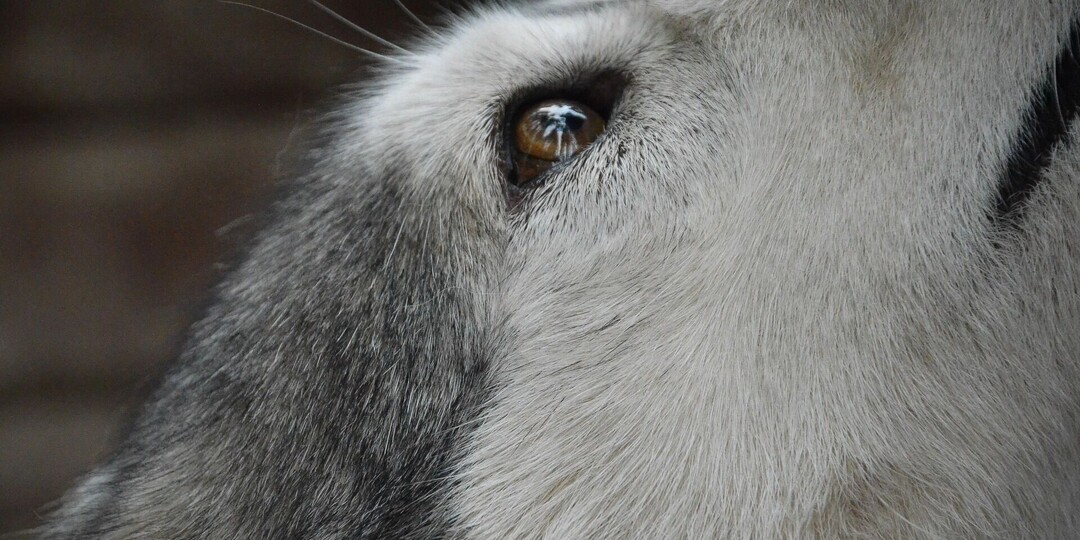 Голодные и худые в клетках: в Удмуртии нашли проблемную передержку собак