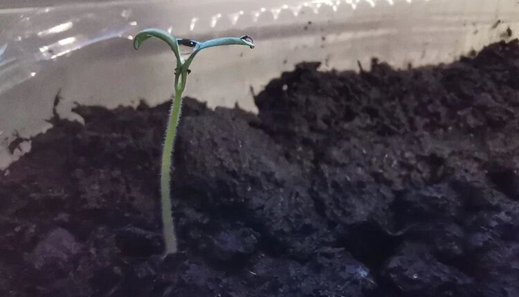    Фото: Лукьянов Дмитрий, AgroXXI.ru