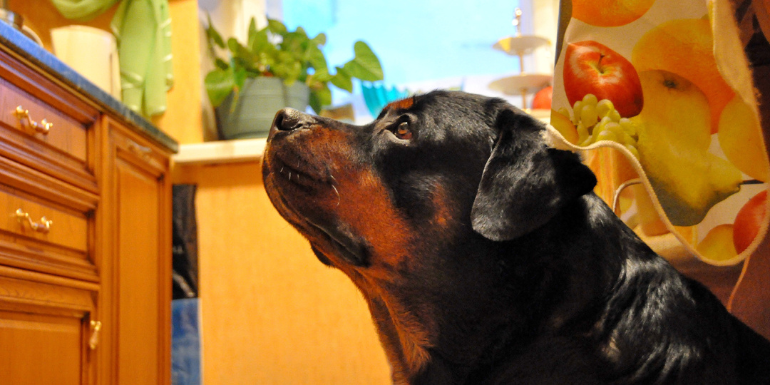 Отдай вторую ногу! Прогулки с ротвейлером.