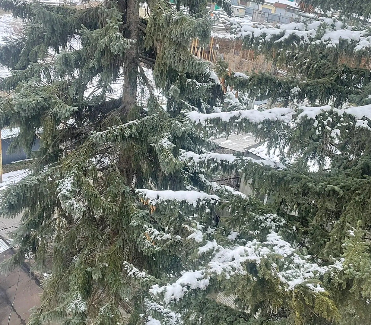 Фото друзей. Кисловодск 07.03.2026 года.