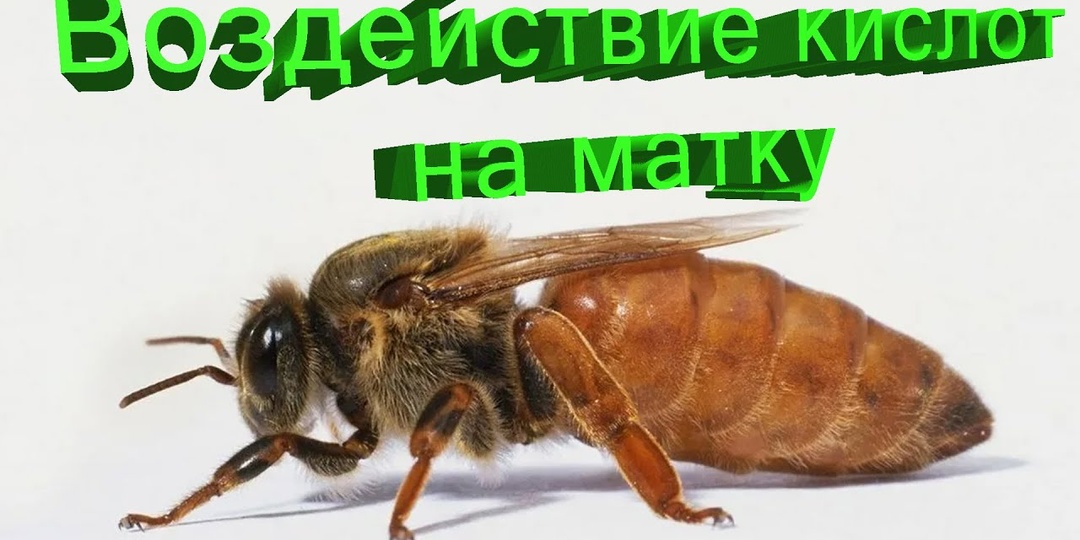Влияние кислот на пчелиную матку: объясняет Владимир Георгиевич Кашковский