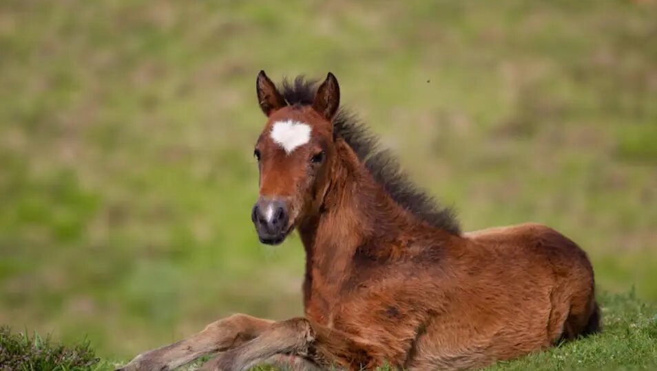"Технология будущего": в России появился на свет первый жеребенок из пробирки