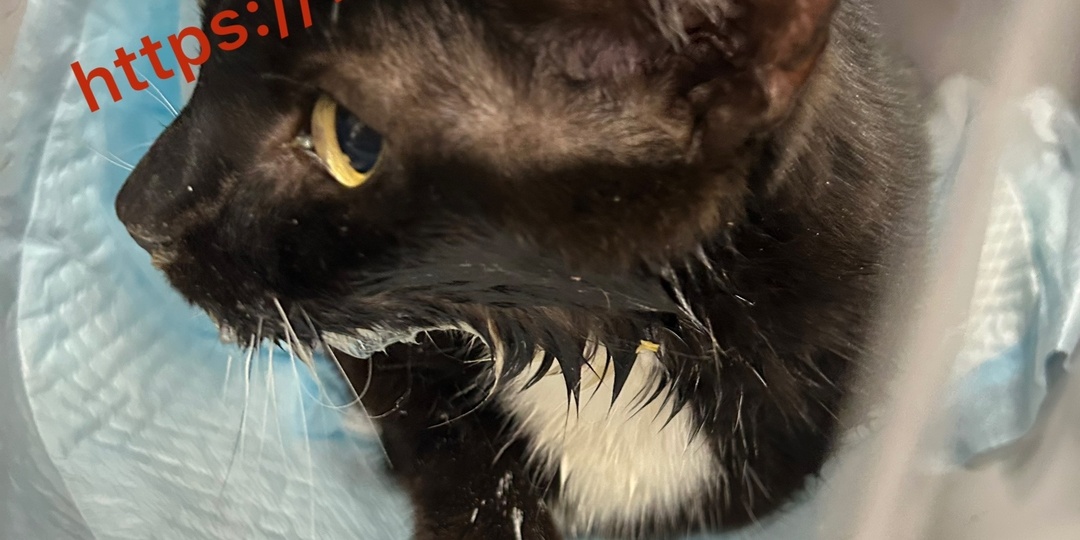 🆘СРОЧНО НУЖНА ПОМОЩЬ КОТУ ОСКАРУ - В СТАЦИОНАРЕ!🏥🆘