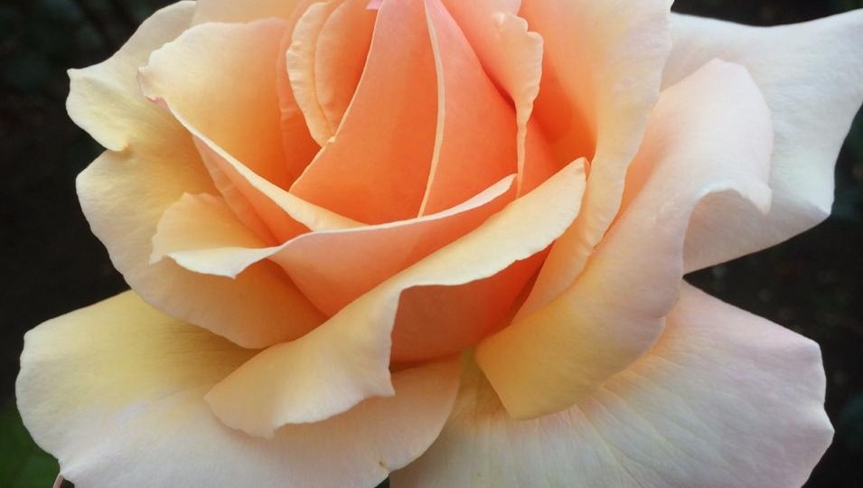 Роза Louis de Funes , Луи де Фюнес, Франция, 1987год.