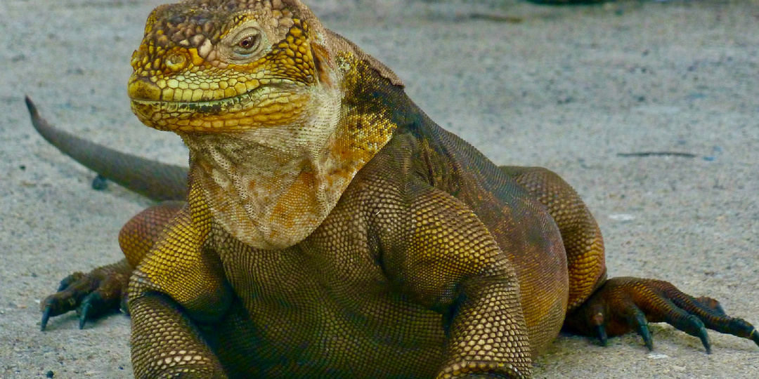 Галапагосские острова (Эквадор): Почему там звери не боятся людей?