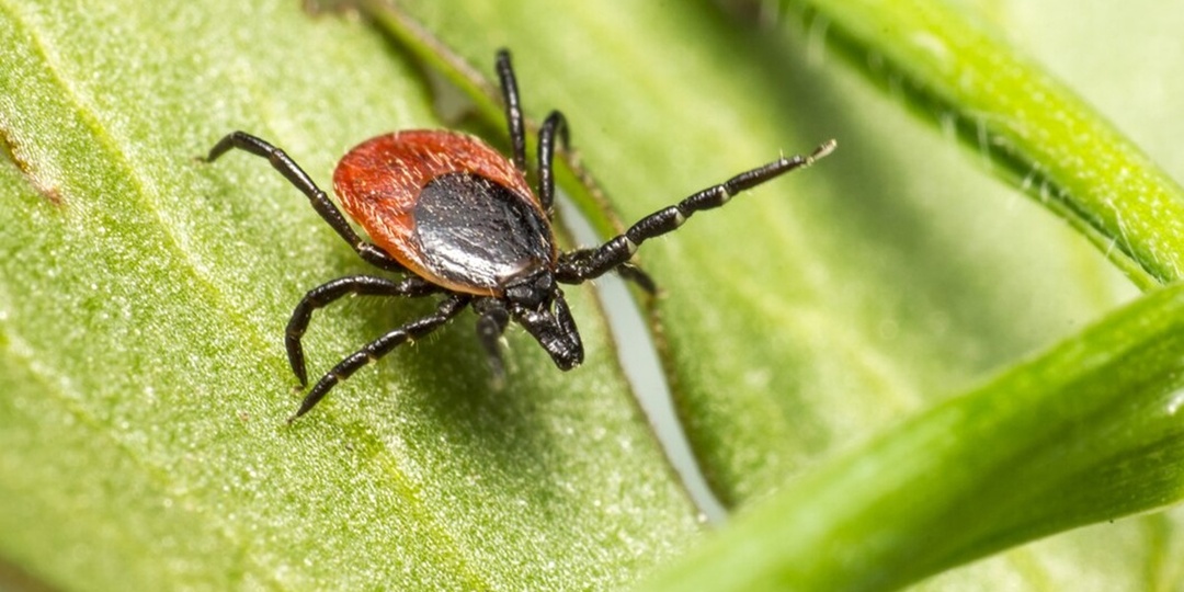 В Карелии ждут новую партию вакцины против клещевого энцефалита