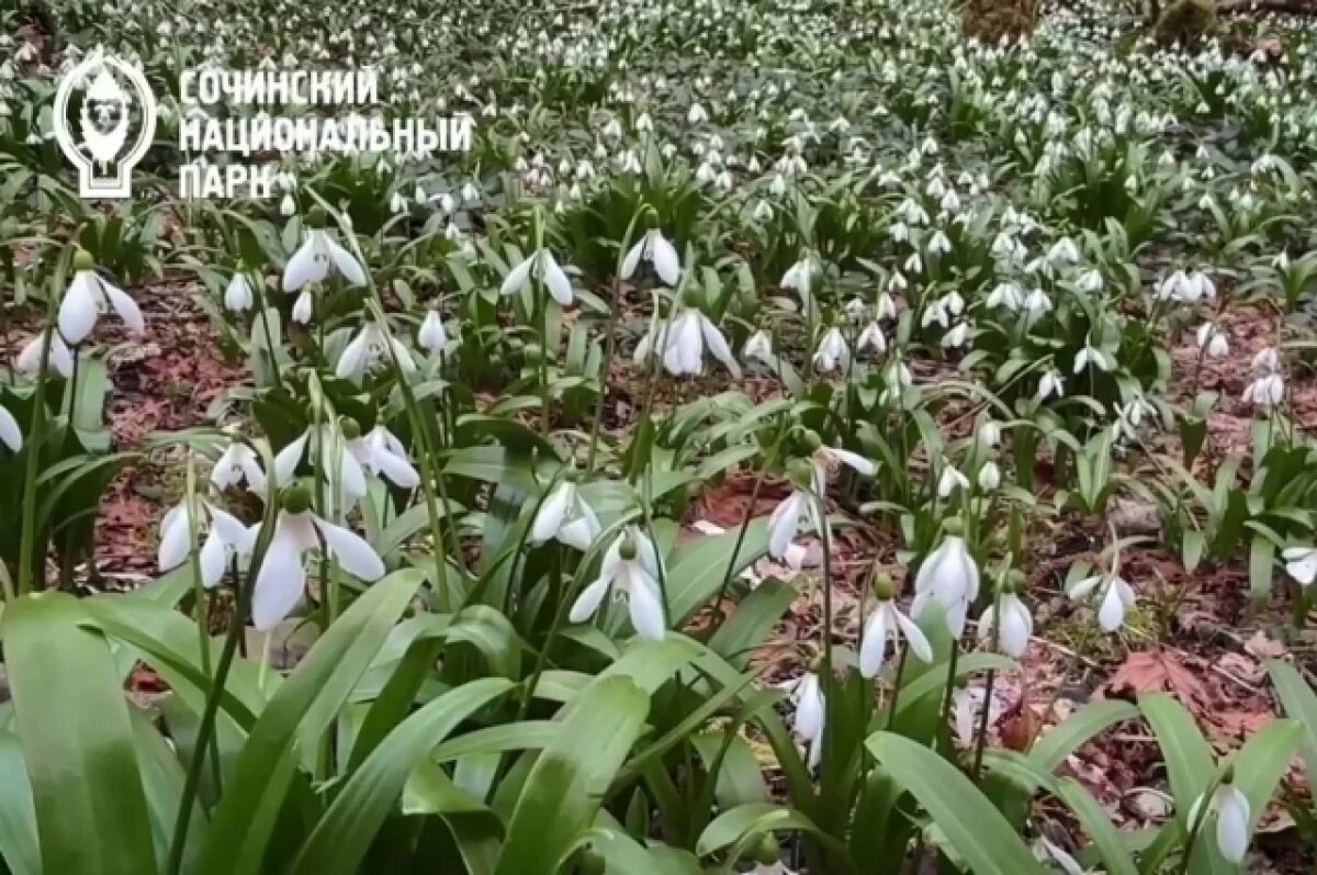    Сочинский нацпарк предупредил о штрафах до 1,5 млн за сбор первоцветов