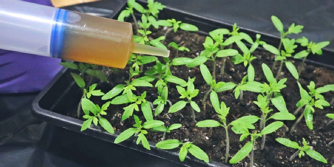 Чем подкормить молодую рассаду помидор чтобы всходы окрепли и пошли в рост?