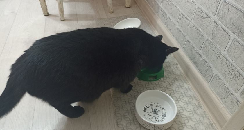    Фото: progorod43.ru