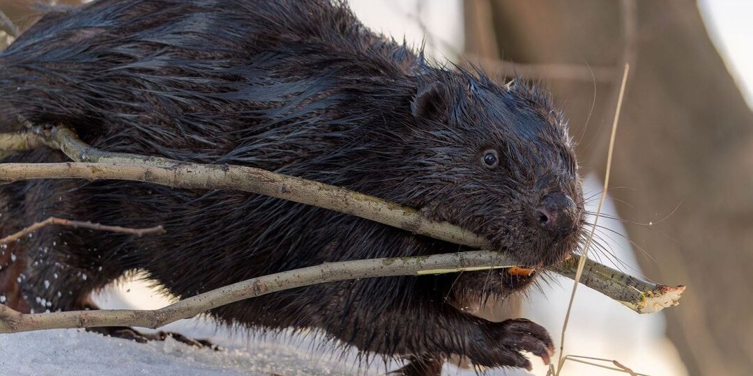 Поселившийся на Черной речке в Петербурге бобр дал мастер-класс по целеустремленности