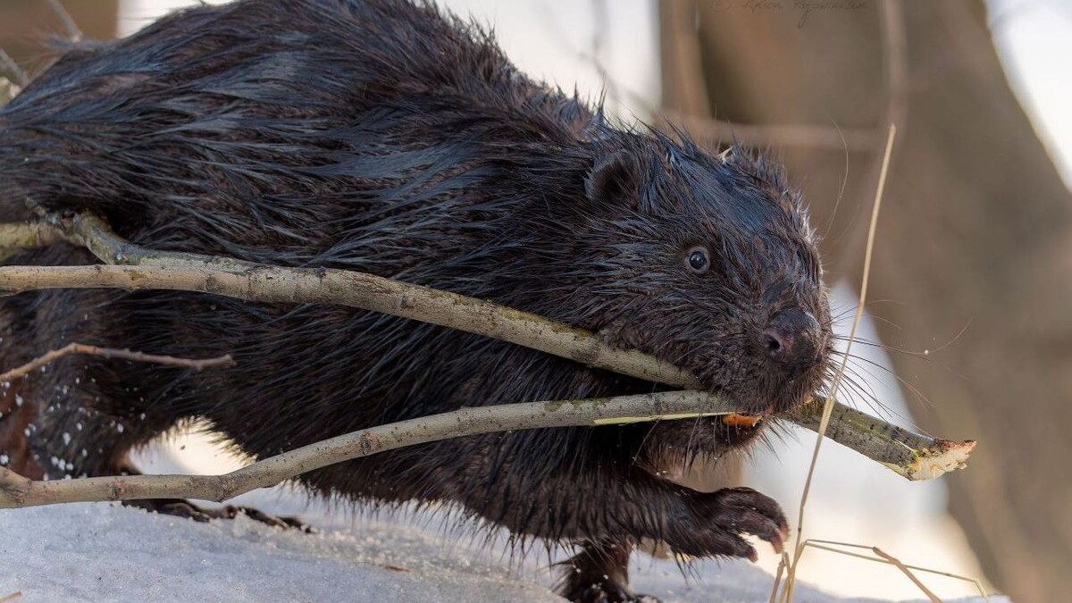   Антон Кубышкин / https://t.me/birdspb/1677?single