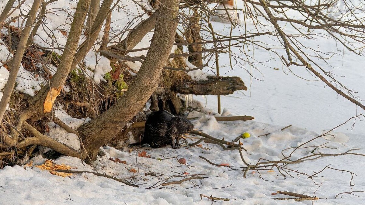   Антон Кубышкин / https://t.me/birdspb/1677?single