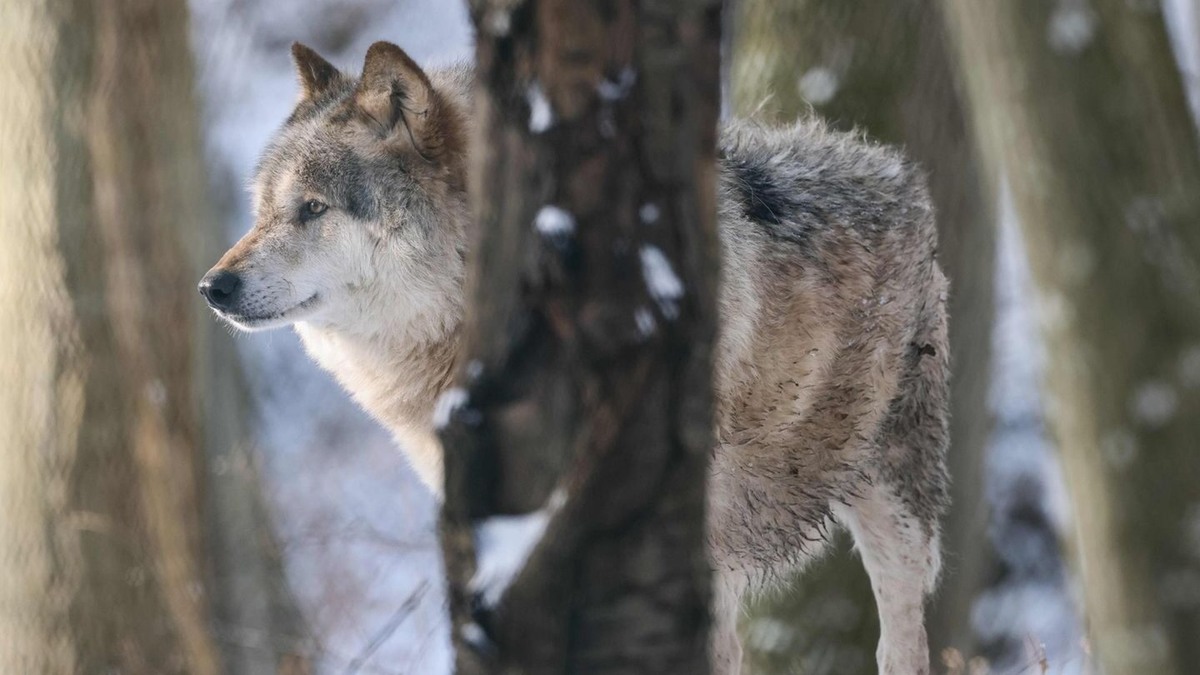 Фото из Яндекса