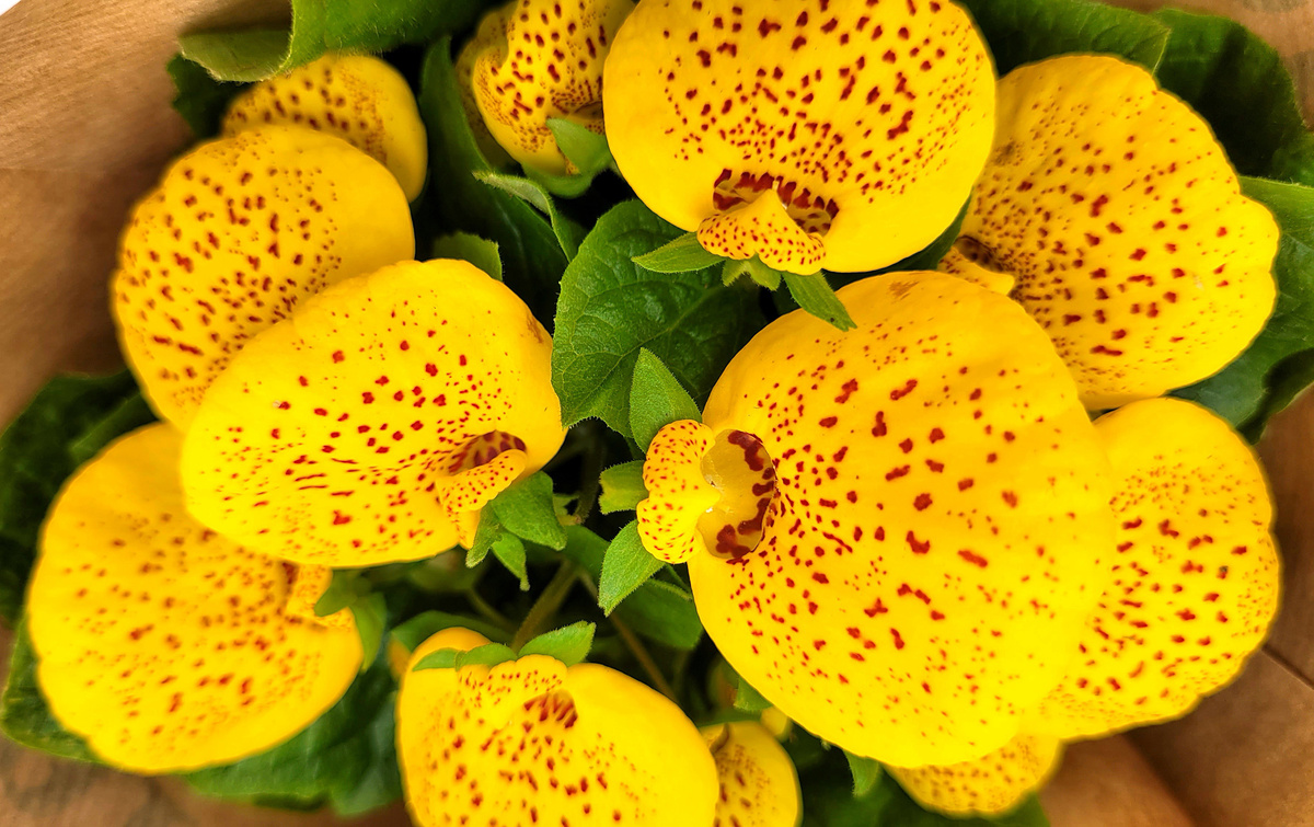 Кальцеолярия. Фото автора