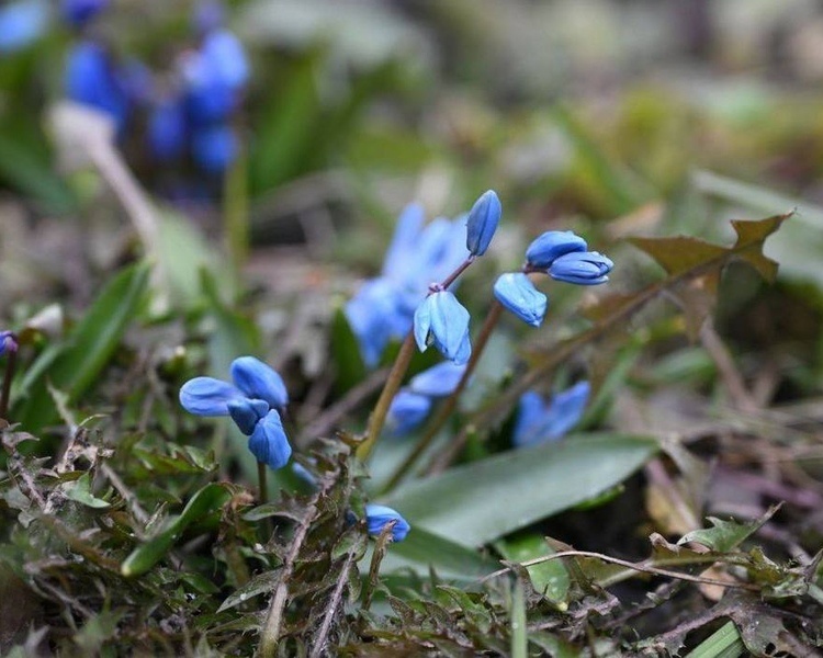     В Курской области 8 марта ожидается до 7 градусов тепла