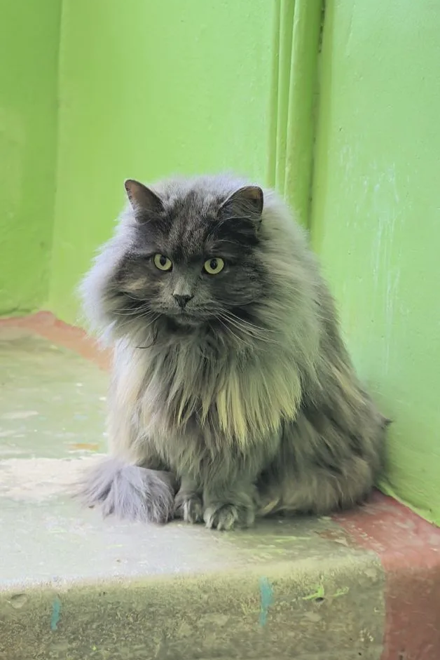 Фото предоставлено нашим волонтером.