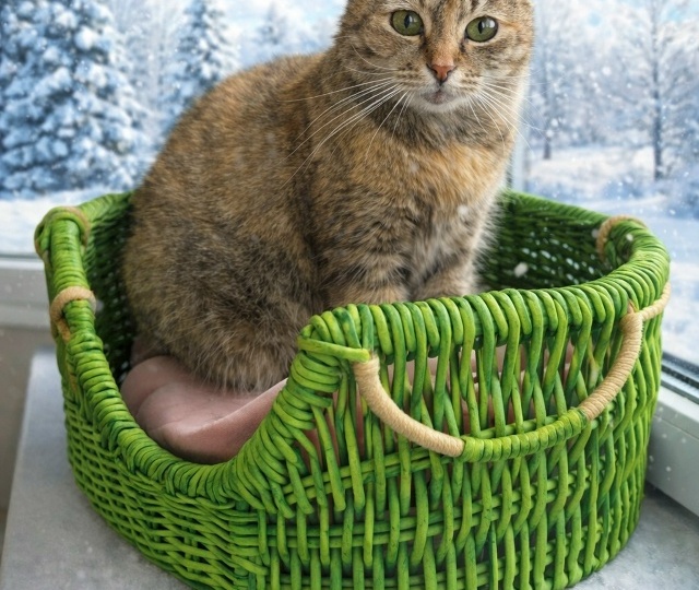 😿Эля - кошка, которую никто не замечает😔