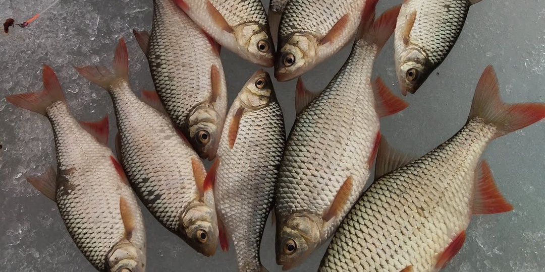 Секреты ловли рыбы по последнему льду в марте.