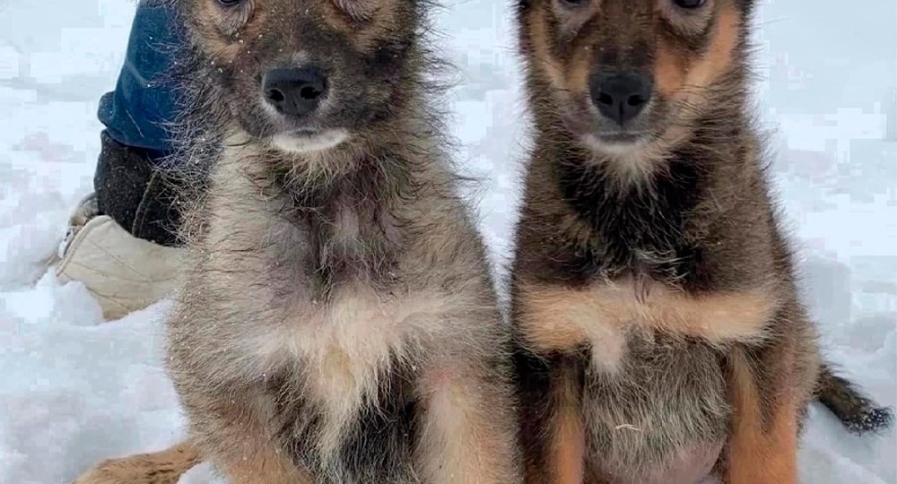 Эти два брата-акробата были найдены в 2х-3х недельном возрасте зимой под теплотрассой