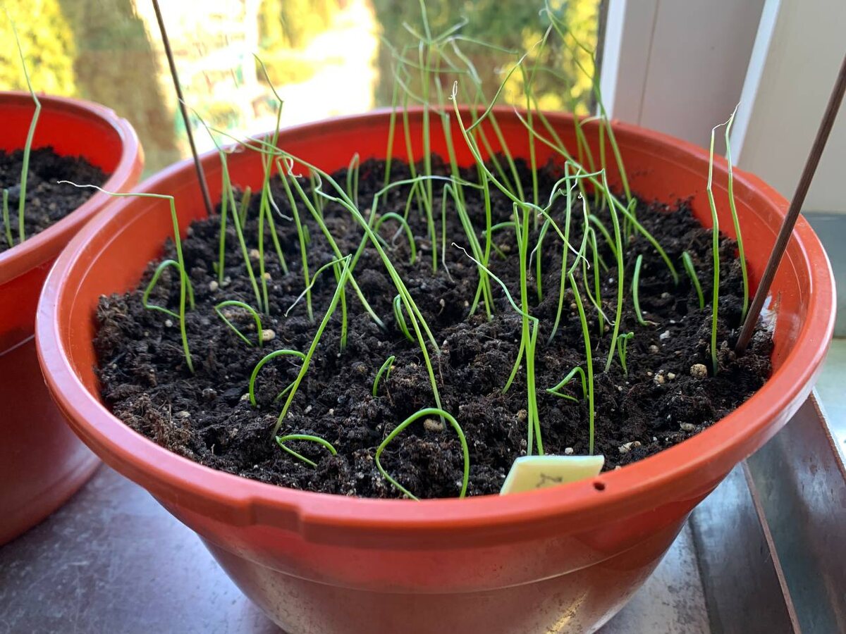 Ни на одном сеянце не было шапочек. Рассада лука. Фото автора 