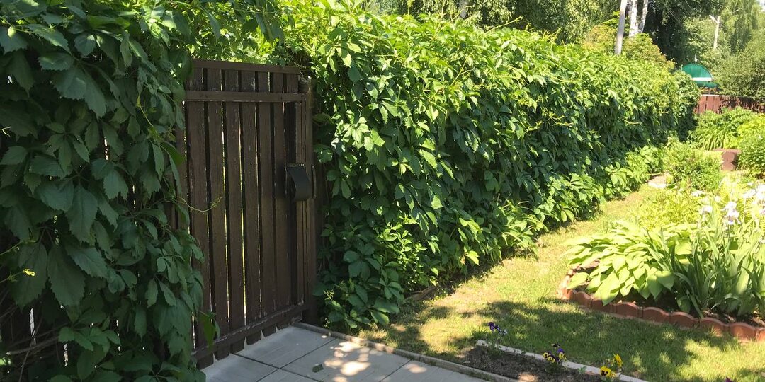 Вы не ленивы. Ваш сад не мотивирует вас