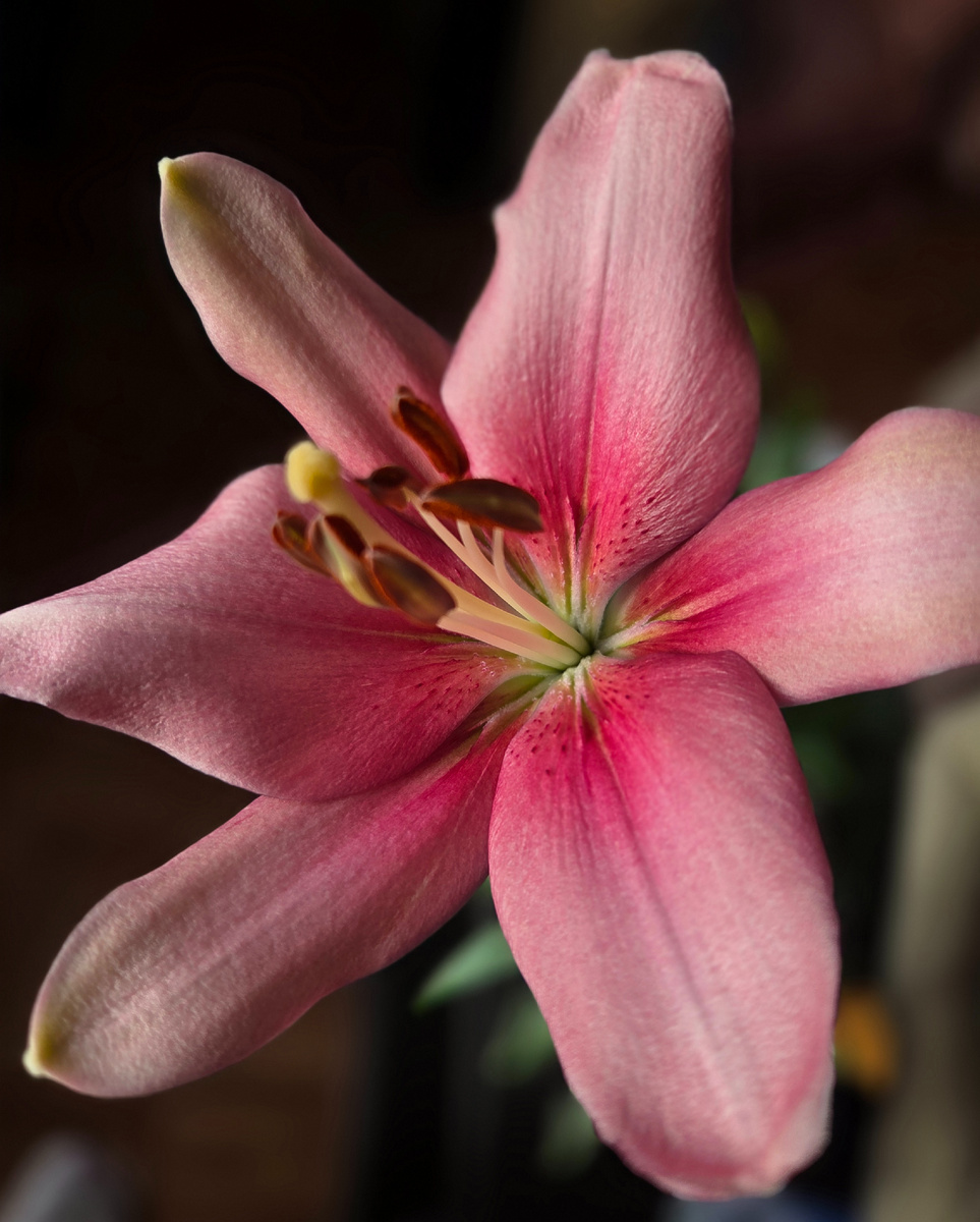 Лилия азиатская Вивальди, выросшая на окне. Фото: Зеленая леди, сад, семья и томатный сок