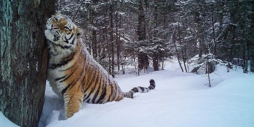 Амурский тигр: царь тайги и его судьба