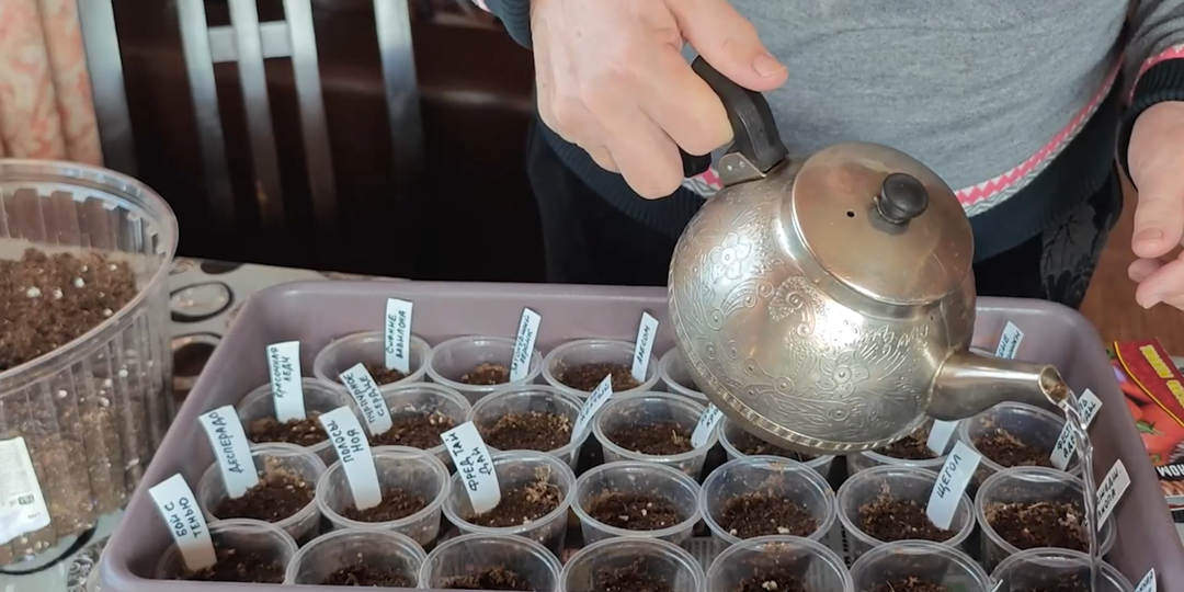 Посев томатов в 100 граммовые стаканчики без замачивания и без заморочек.