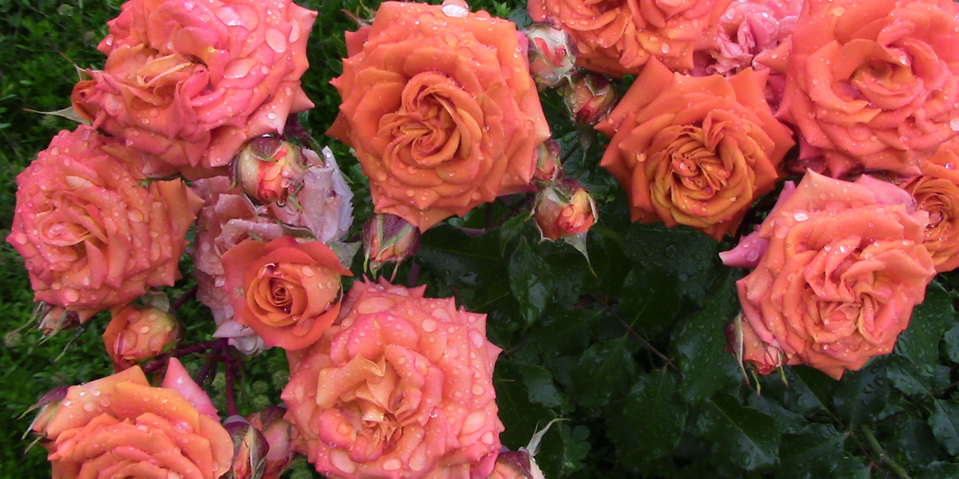 Роза Alegria, алегрия.