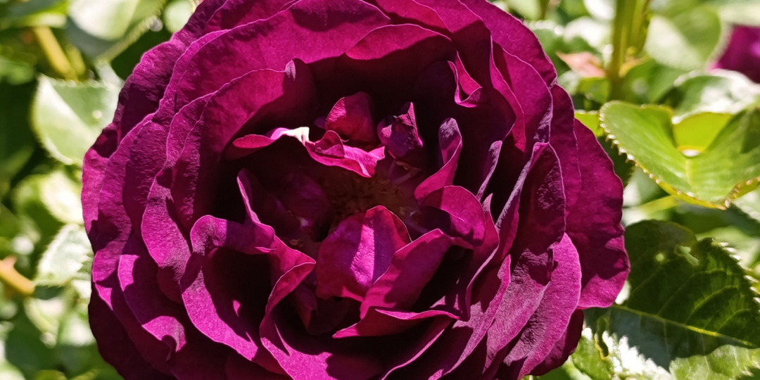 Роза Твайлайт Зоун, Twilight Zone США, 2011год. /Сумеречная зона/.