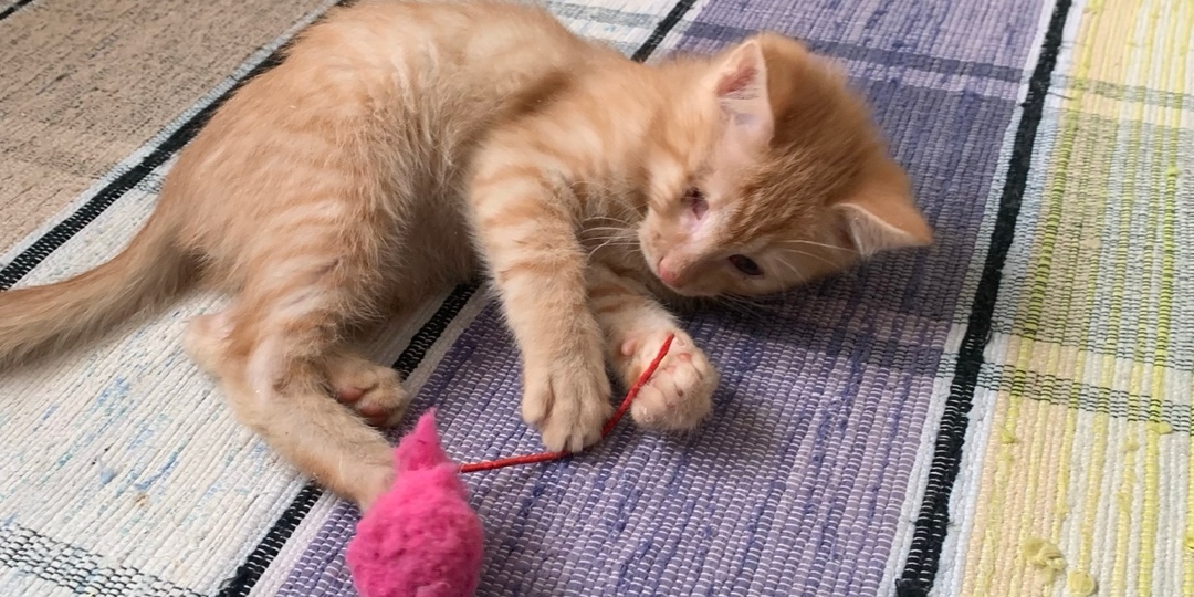 Что необходимо, чтобы кошка прожила долгую и счастливую жизнь