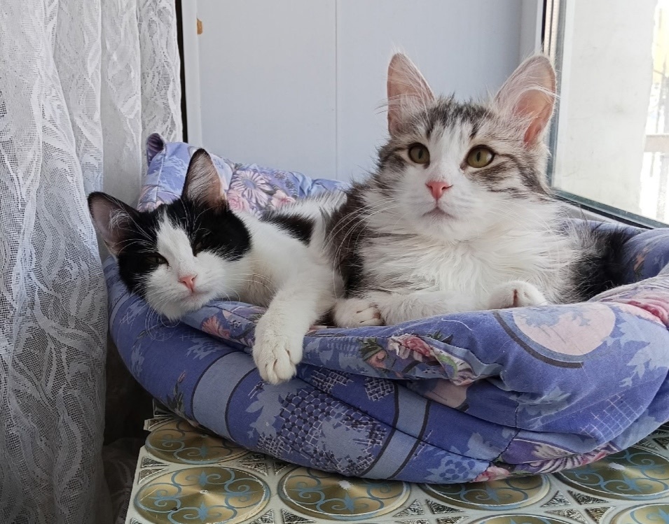 Раечка и Сава пока не имеют дома, но уже знают каких хозяев им нужно