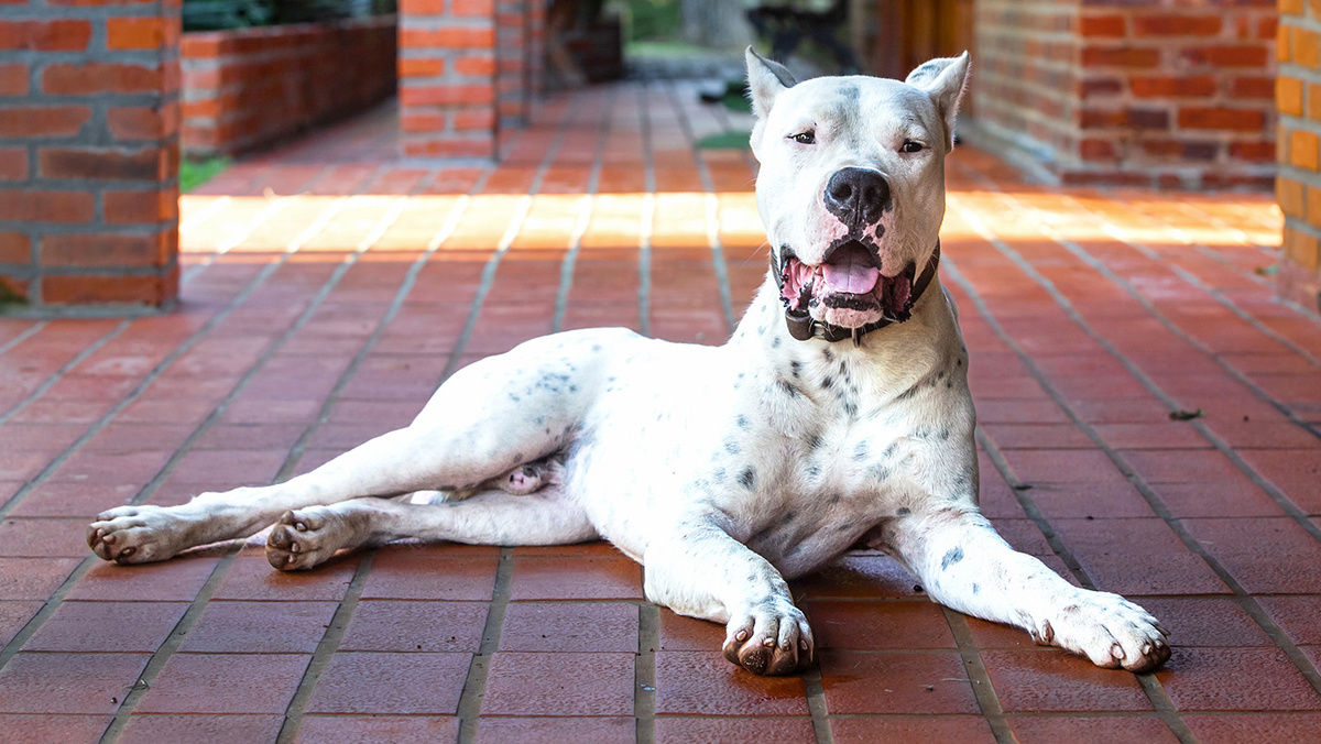 Аргентинский дог