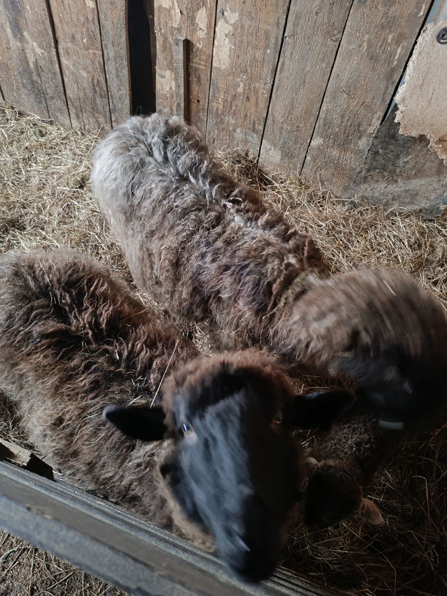 Овцы с ягнятами