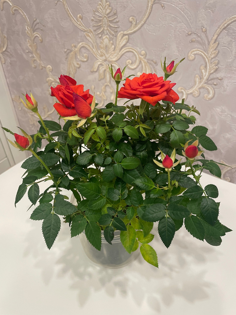 У нас три таких - по количеству девчонок в доме:))