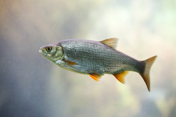 Shutterstock/FOTODOM   📷