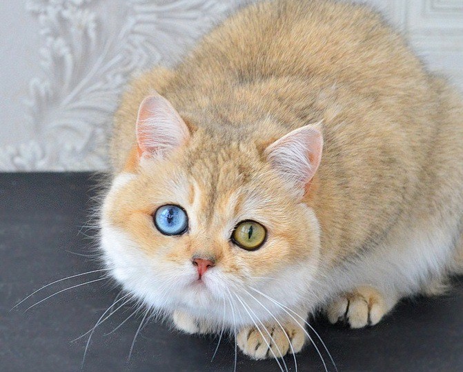 Неспешно ищет новый дом стерилизованная разноглазая красавица, окрас золотой тикированный с выраженным эффектом уражиро