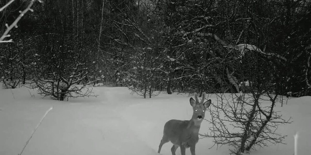 Фотоловушки «Тульских засек» показали разнообразие стад косуль весной