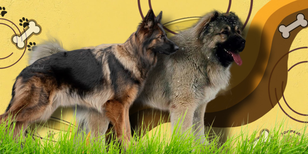 Немецкая овчарка против кавказской: в чём секрет «боевого потенциала» пород и кого выбрать для охраны?