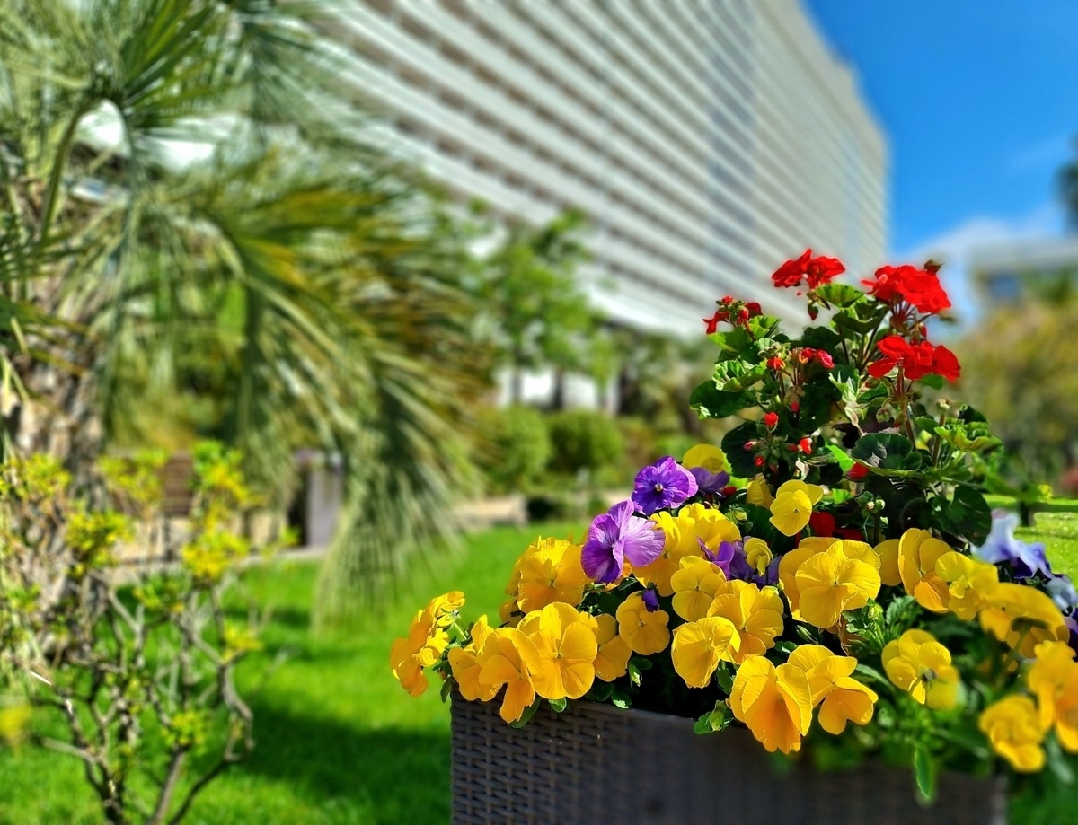 Весной все цветет на территории отеля... 