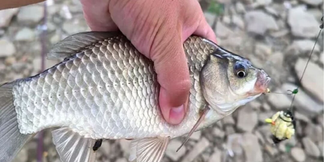 Когда жор карася весной?