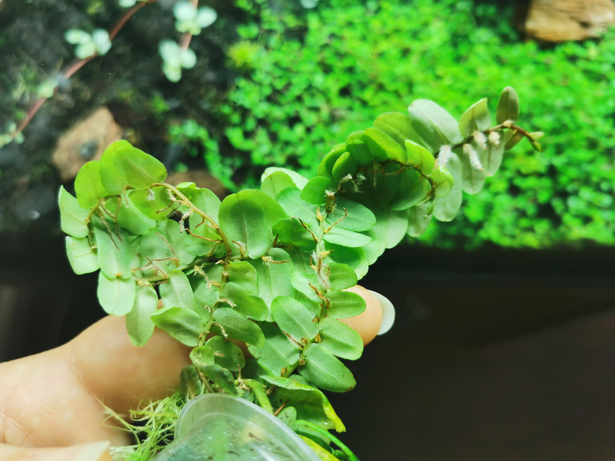 Побеги маргравий с нижней стороны все в корешках - к покорению опор готовы!