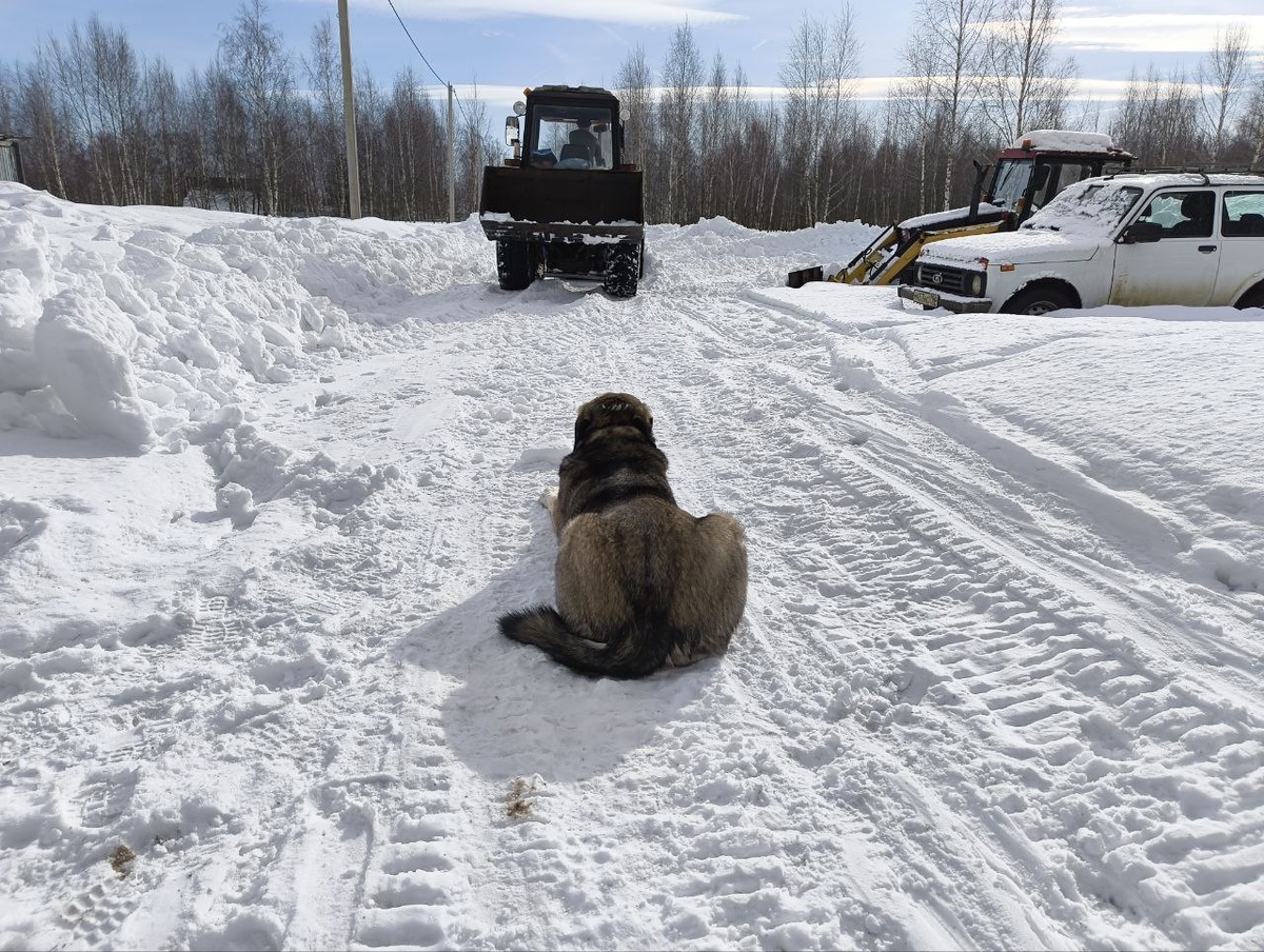 Квас внимательно следит за тем, как идет расчистка дороги
