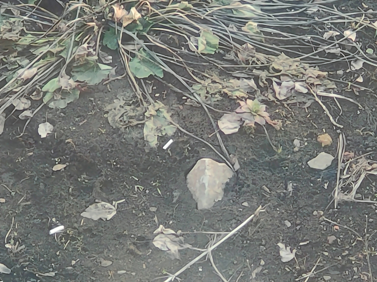 Окурки в цветах